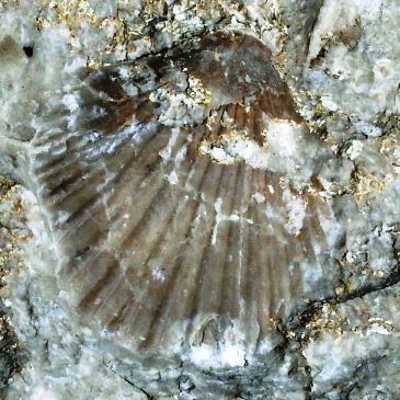 Monti Aurunci - I fossili