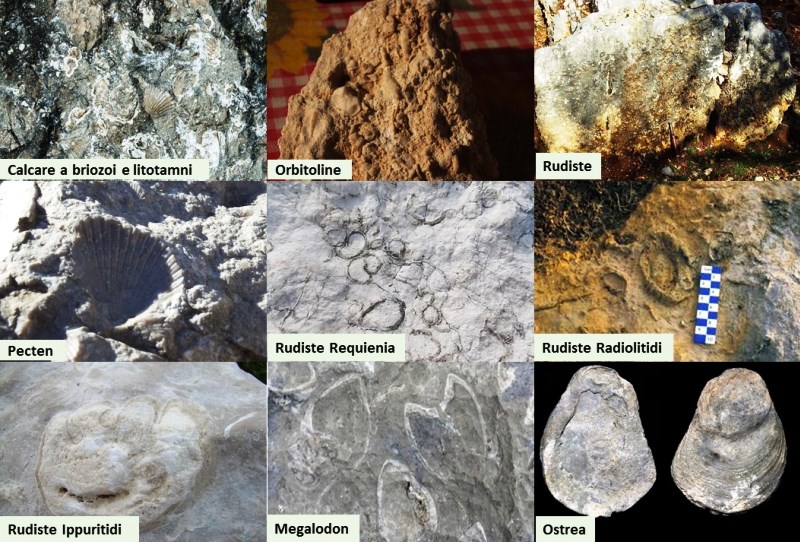 fossili e speleologia Monti Aurunci