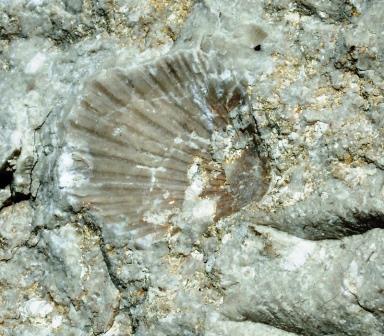 Monti Aurunci fossile di pecten