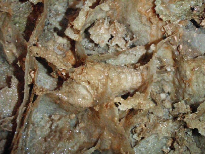 fossile turritella Monti Aurunci