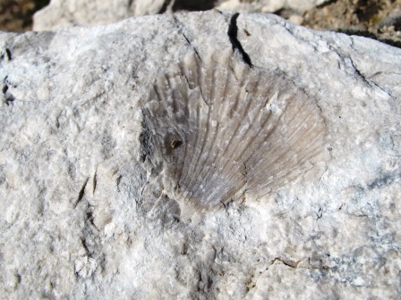 fossili ritrovati