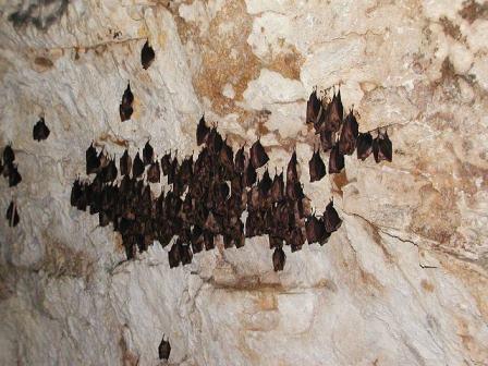 colonia di pipistrelli grava dei serini