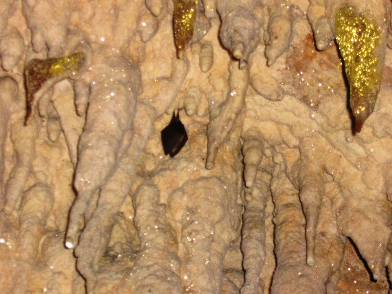 pipistrello nella grotta dei merci